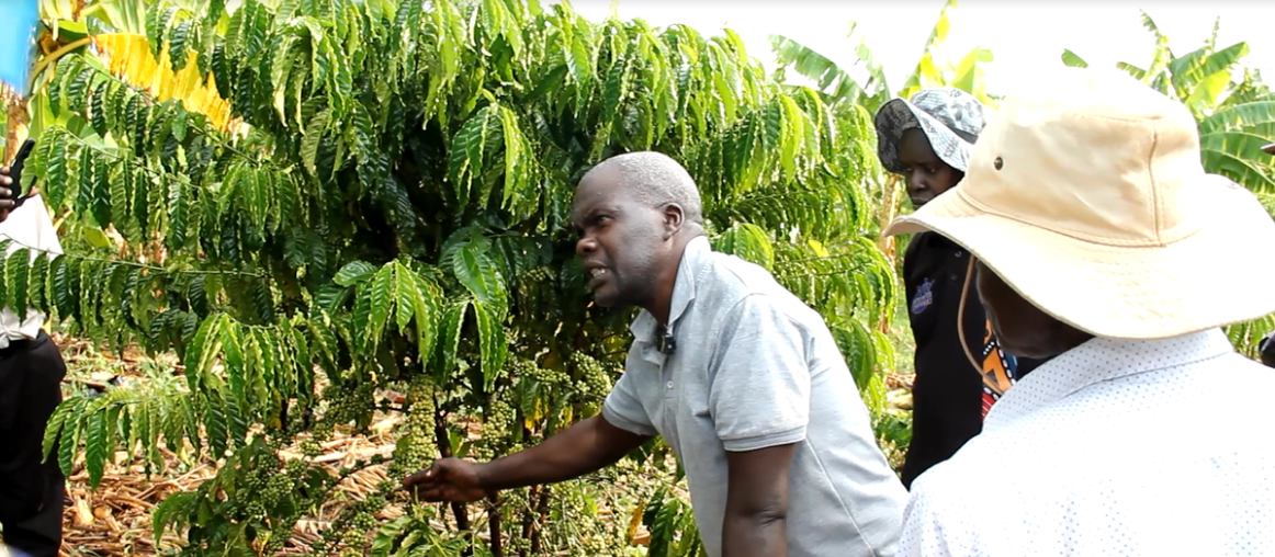 Teso Farmers Urged to Embrace Perennial Cash Crops to Fight Poverty
